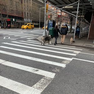 Meet your Posher, Griffith